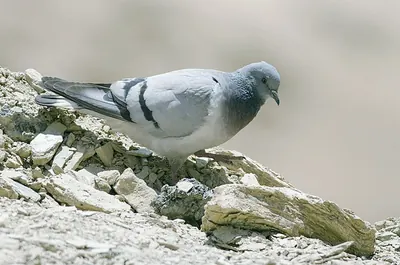 Hill Pigeon