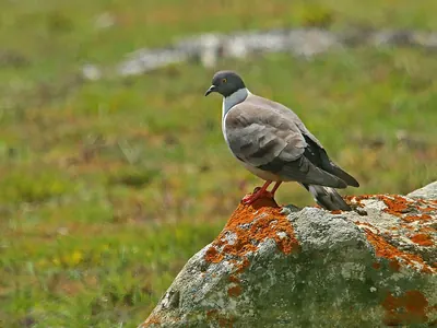 Snow Pigeon