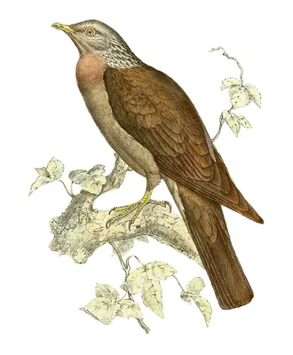 Comoro Olive-Pigeon