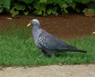African Olive Pigeon
