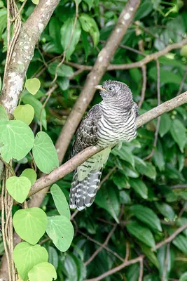 Indian Cuckoo