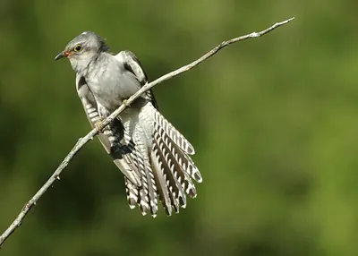 Pallid cuckoo