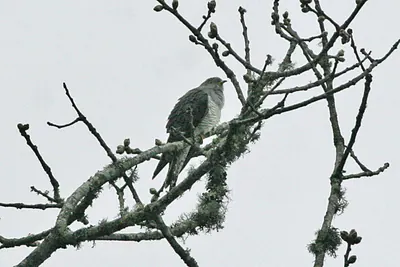 Lesser Cuckoo