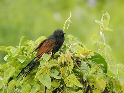 Malagasy Coucal