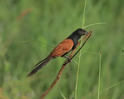 Lesser Coucal