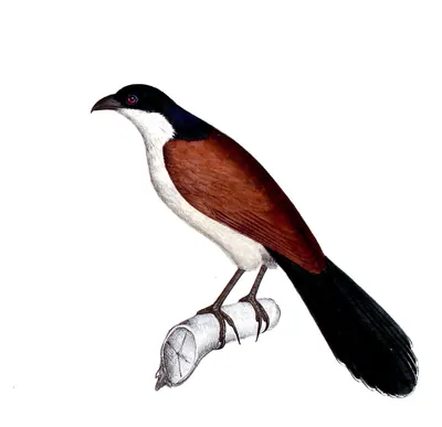 Blue-headed Coucal