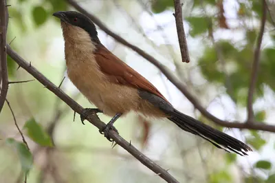 Senegal Coucal