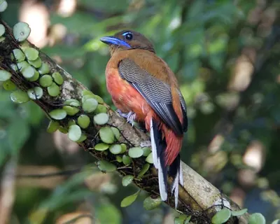 Scarlet-rumped Trogon