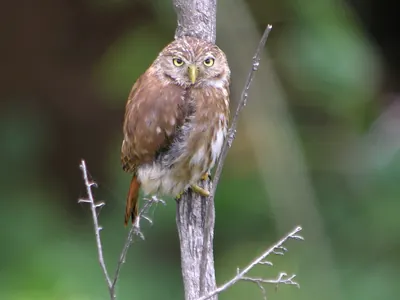 Pacific Pygmy Owl