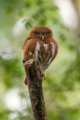 Least Pygmy-owl
