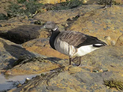 Brent Goose