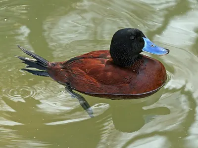 Bindenruderente