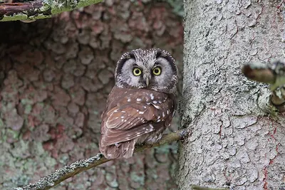 Tengmalm's Owl