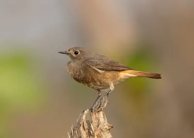 Black Redstart