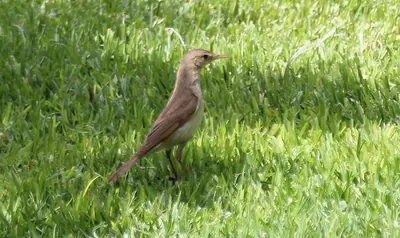Western Olivaceous Warbler