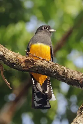 Gartered Trogon