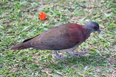 Madagascar Turtle-Dove