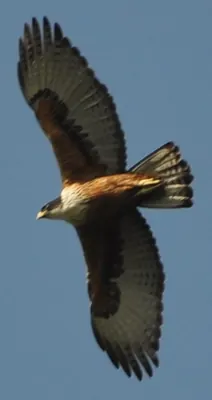 Rufous-bellied Eagle