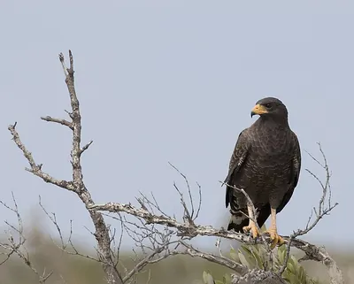 Cuban black hawk