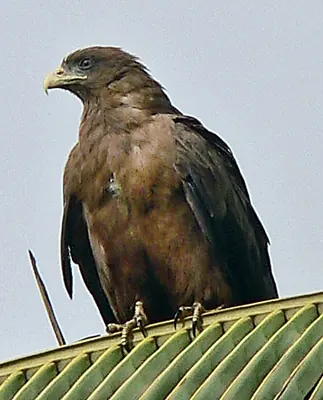 Yellow-billed Kite