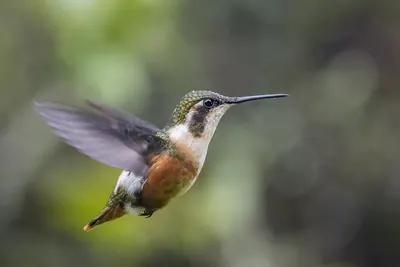 Colibri de Mulsant