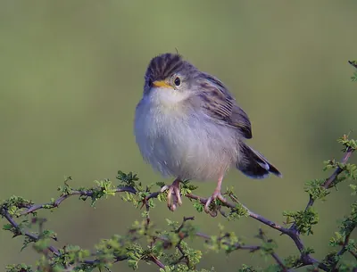 Madagascan Cisticola