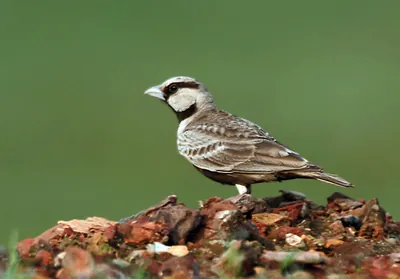 Ashy-crowned Sparrow-Lark