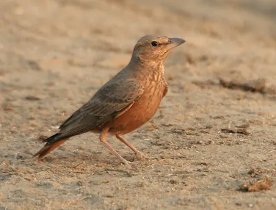 Rufous-tailed Lark