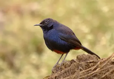 Indian Robin