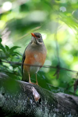 Kurrichane Thrush