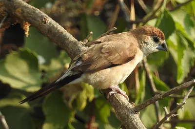 Indian Silverbill