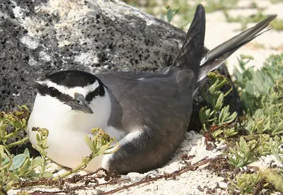 Spectacled Tern