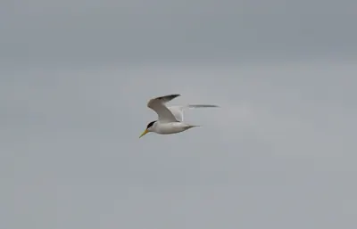 Yellow-billed Tern
