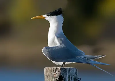 Great Crested-Tern