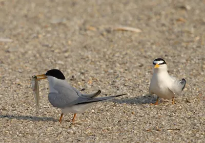 Least Tern