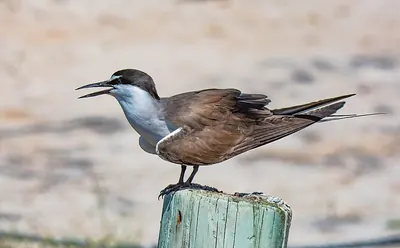 Bridled Tern