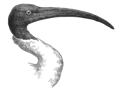 Ibis malgache