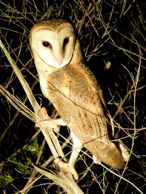 Eastern Barn Owl