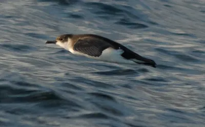 Barolo Shearwater