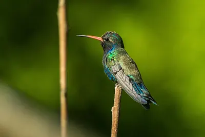 Blaugesicht-Breitschnabelkolibri