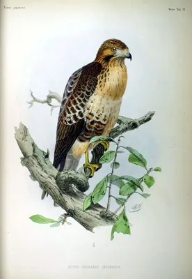 Japanese Buzzard