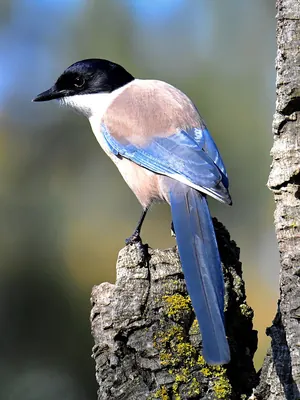 Iberian Magpie