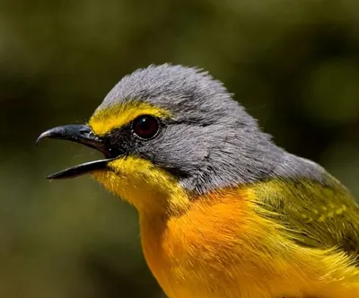 Orange-breasted Bushshrike