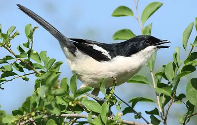 Tropical Boubou