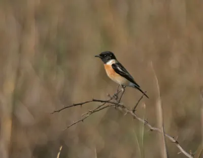 Siberian stonechat