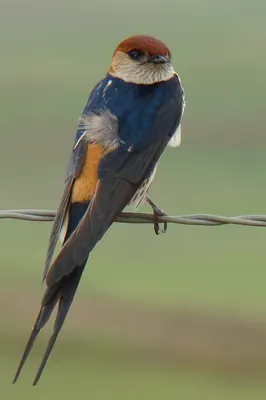 Greater Striped Swallow