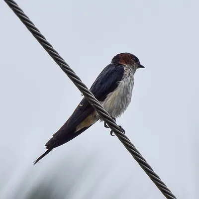Streak-throated Swallow