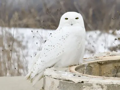 Snowy Owl