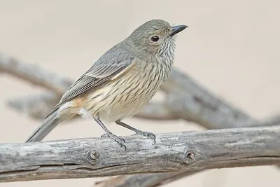 Rufous Whistler