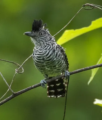 Barred Antshrike